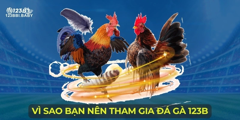 Vì sao bạn nên tham gia đá gà 123B