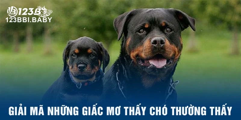 Giải mã những giấc mơ thấy chó thường thấy