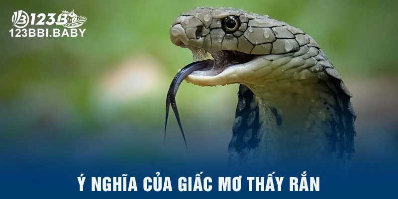 Ý nghĩa của giấc mơ thấy rắn